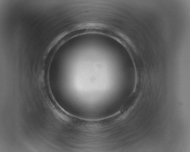 X0000083531066200702091000