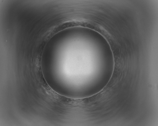 X0000083531110200702090959