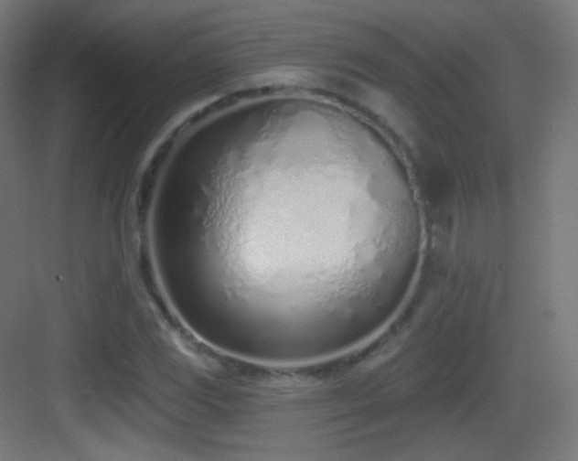 X0000083531117200702090959