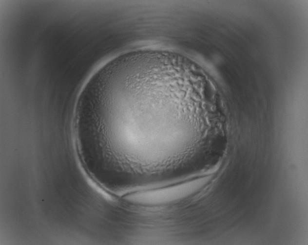 X0000083531247200702090958