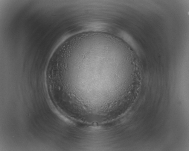 X0000083531283200702090957