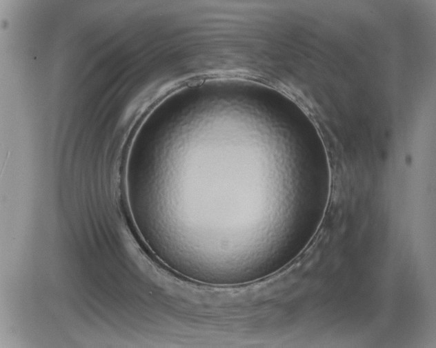 X0000083530002200702161924