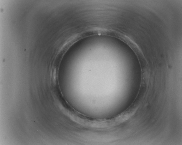 X0000083530024200702161924