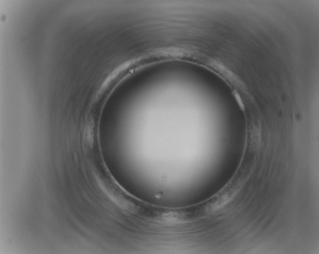 X0000083530064200702161923