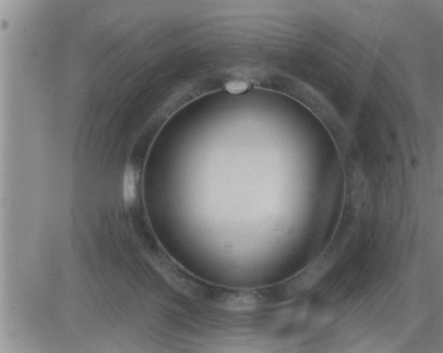 X0000083530075200702161923