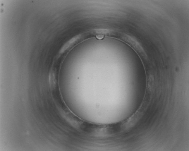 X0000083530116200702161922