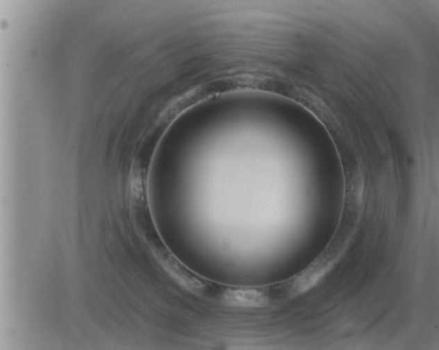 X0000083530137200702161922