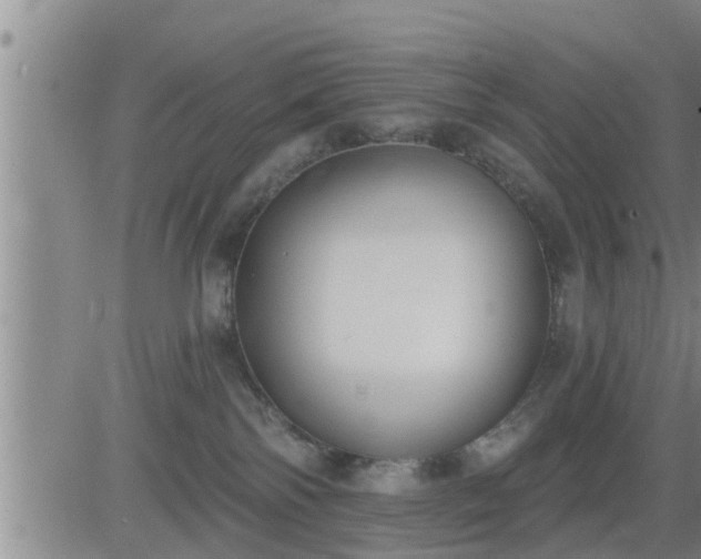 X0000083530138200702161922