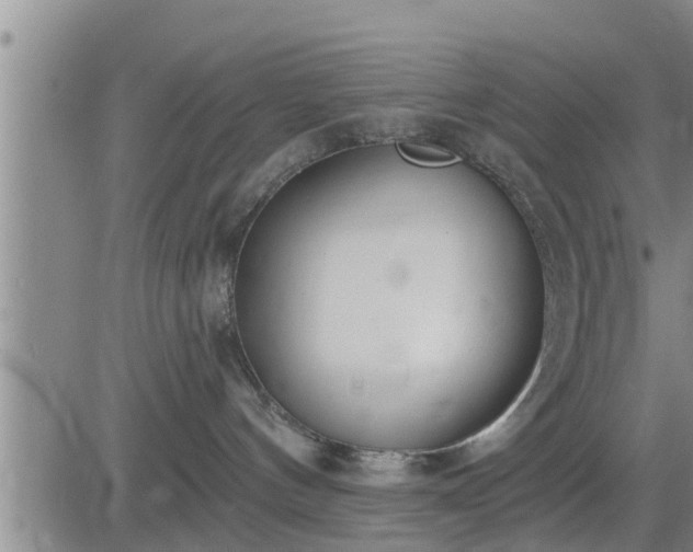 X0000083530144200702161922