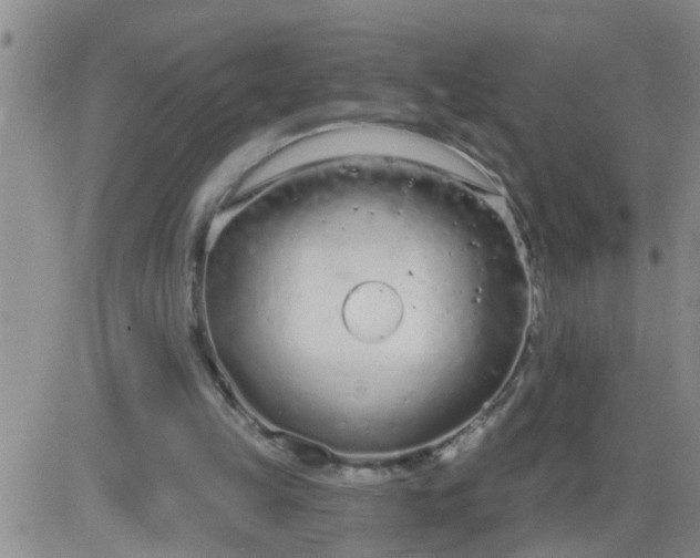 X0000083530149200702161921