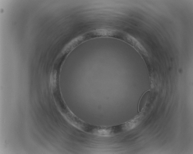 X0000083530163200702161921