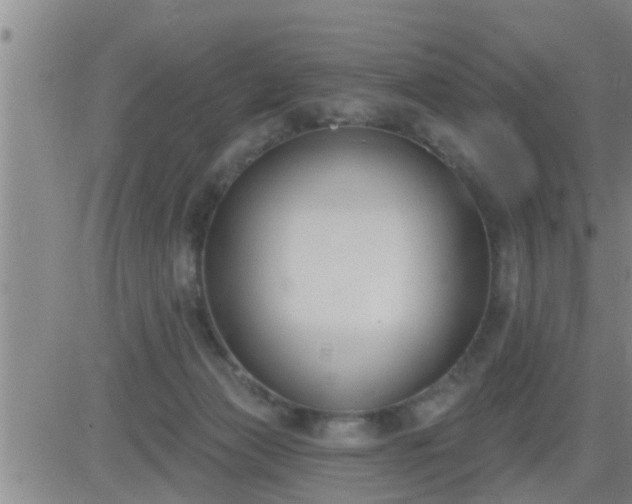 X0000083530173200702161921