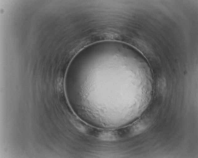 X0000083530177200702161921