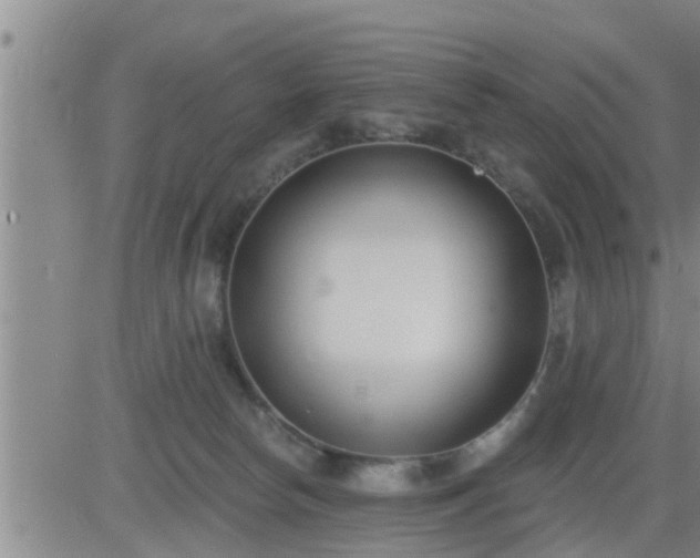 X0000083530178200702161921