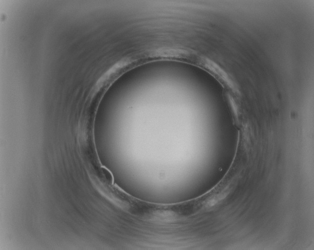 X0000083530203200702161921