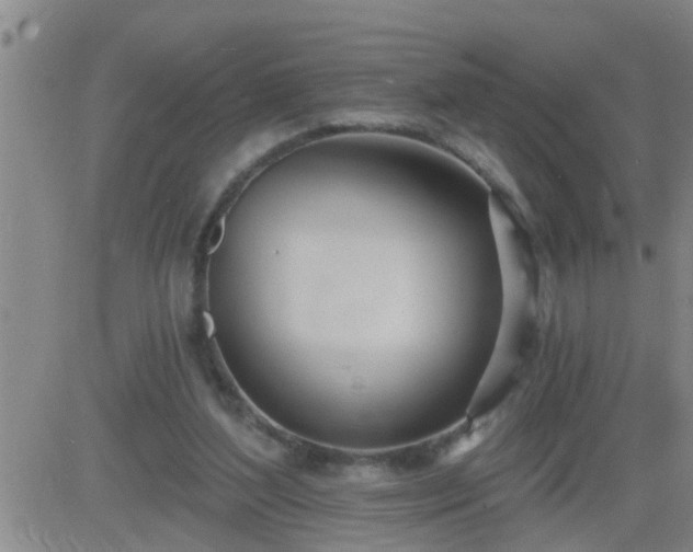 X0000083530204200702161921