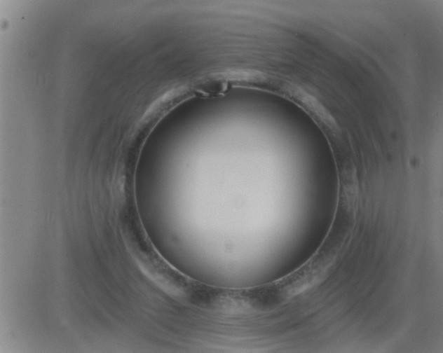 X0000083530207200702161921