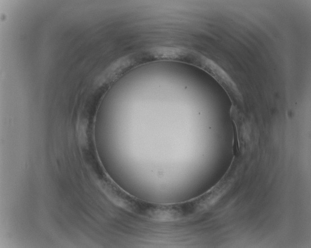 X0000083530209200702161921