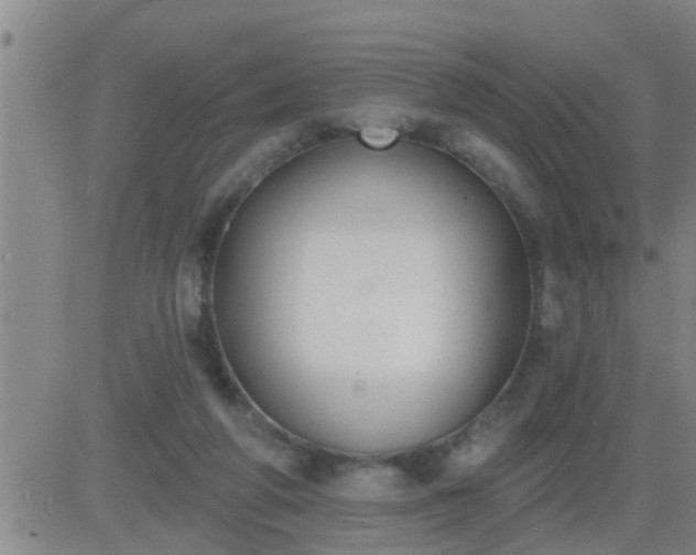 X0000083530210200702161920