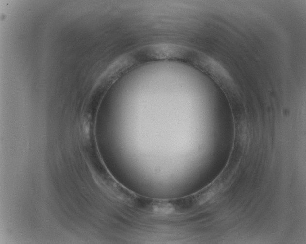 X0000083530214200702161920