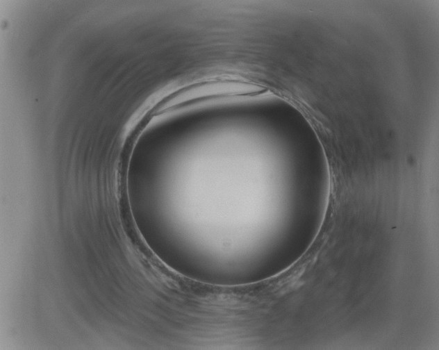 X0000083530244200702161919