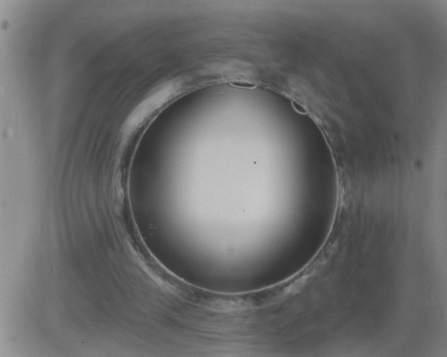 X0000083530245200702161919