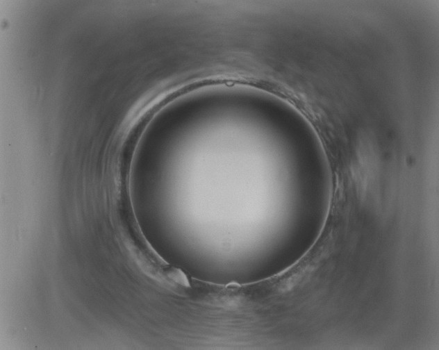 X0000083530247200702161919