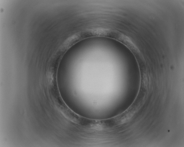 X0000083530259200702161920