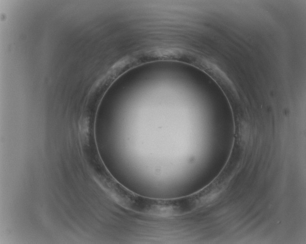 X0000083530260200702161920