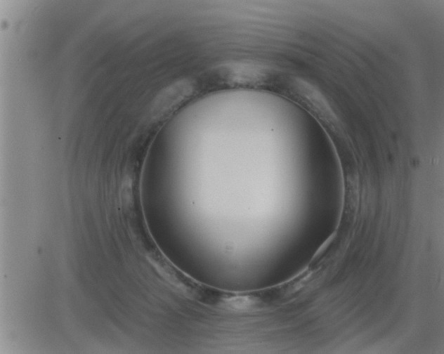 X0000083530269200702161920