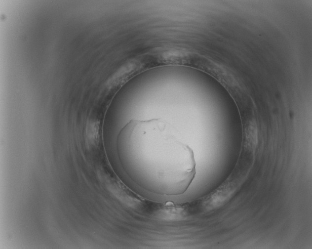 X0000083530278200702161920