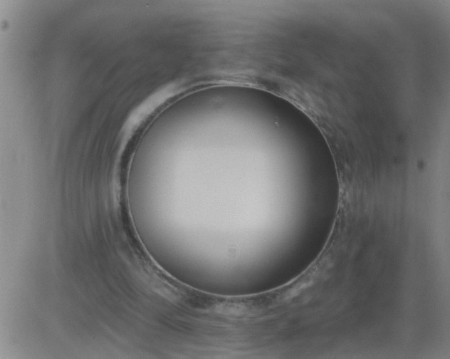 X0000083530294200702161919