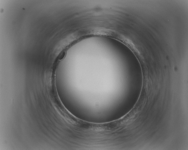 X0000083530299200702161919