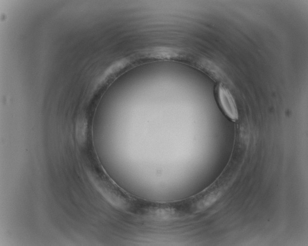 X0000083530304200702161919