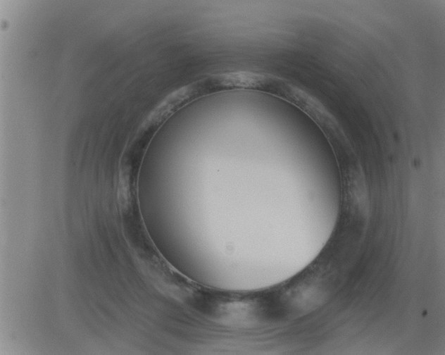 X0000083530312200702161919