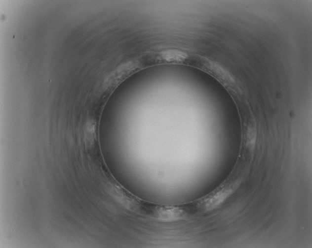 X0000083530321200702161919