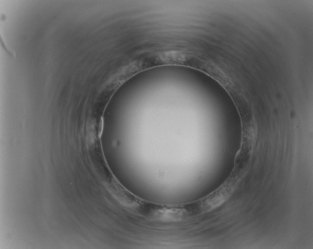 X0000083530323200702161919