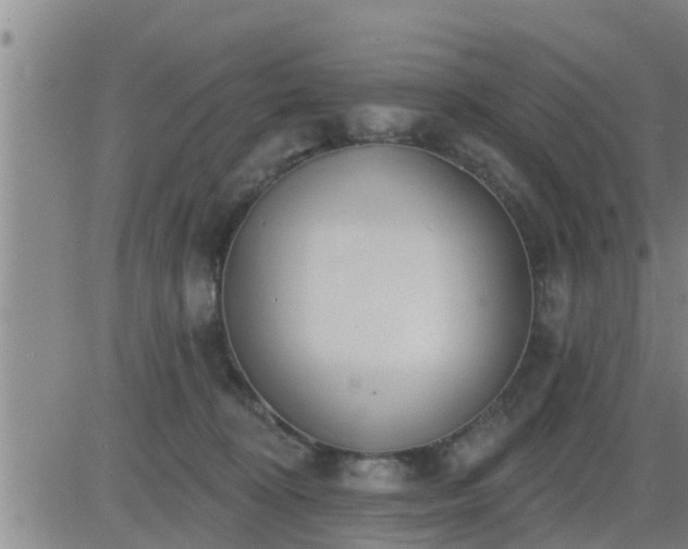 X0000083530324200702161919