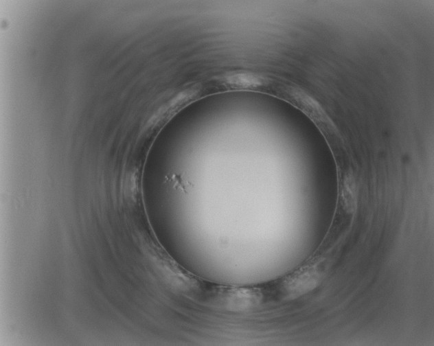 X0000083530330200702161919