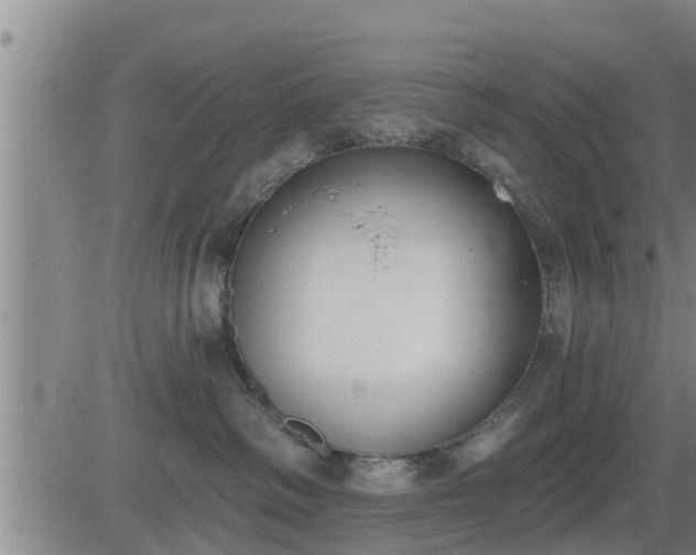 X0000083530334200702161918