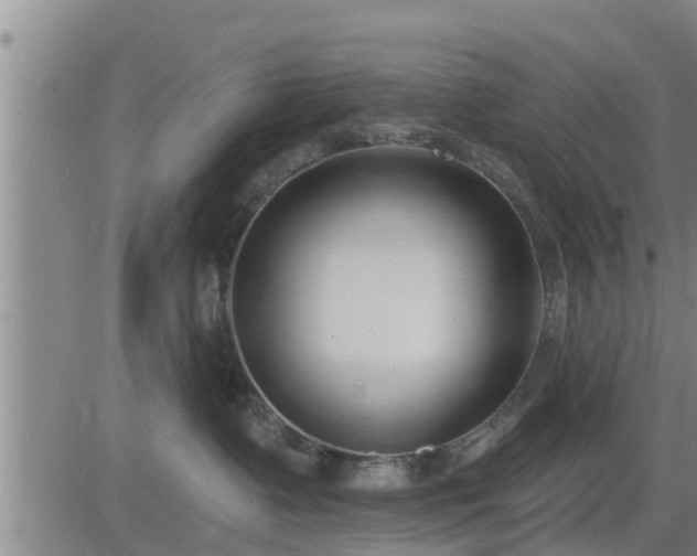 X0000083530335200702161918