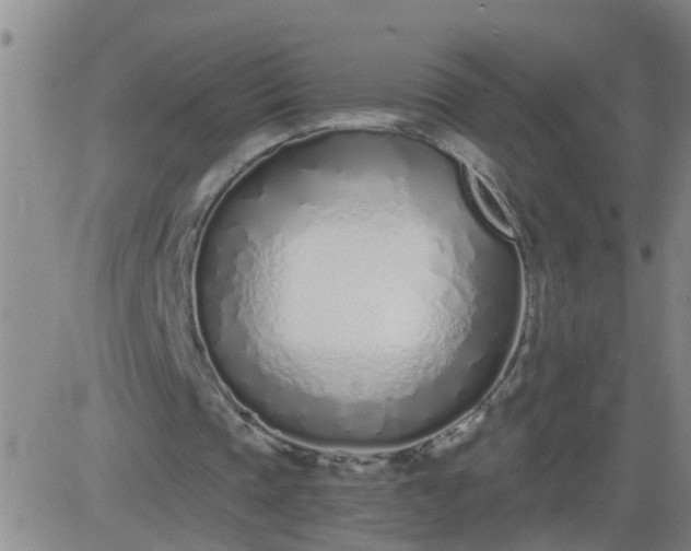 X0000083530337200702161918