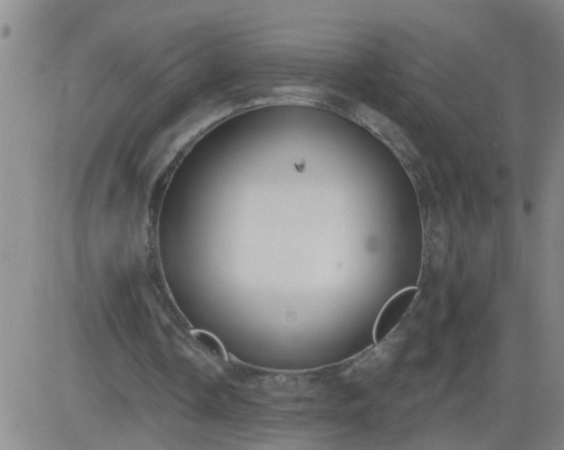 X0000083530338200702161918