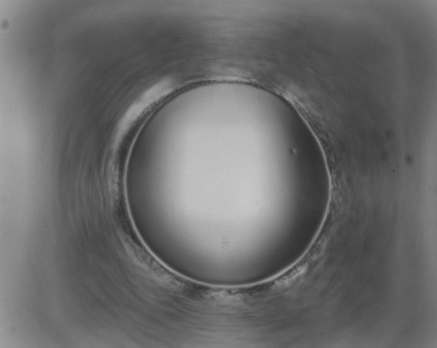 X0000083530343200702161918