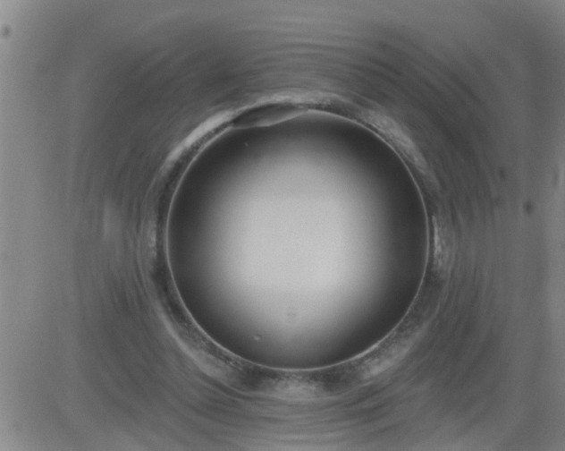 X0000083530348200702161918