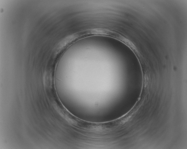 X0000083530349200702161918