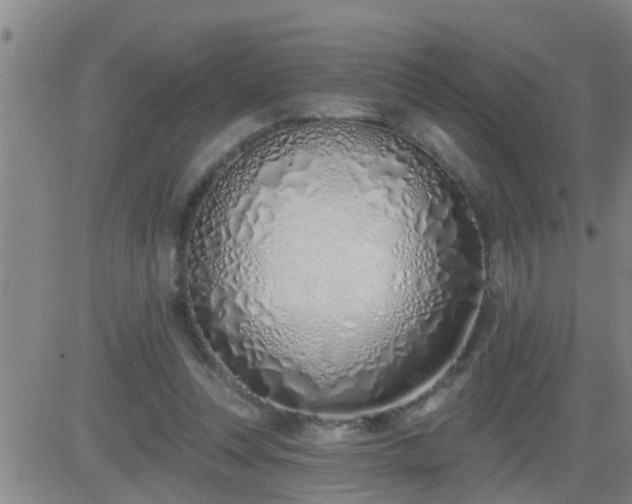 X0000083530351200702161918