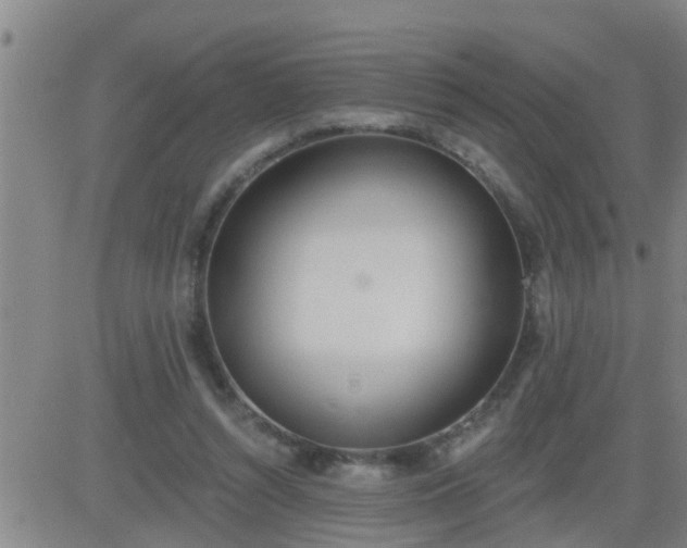 X0000083530352200702161918