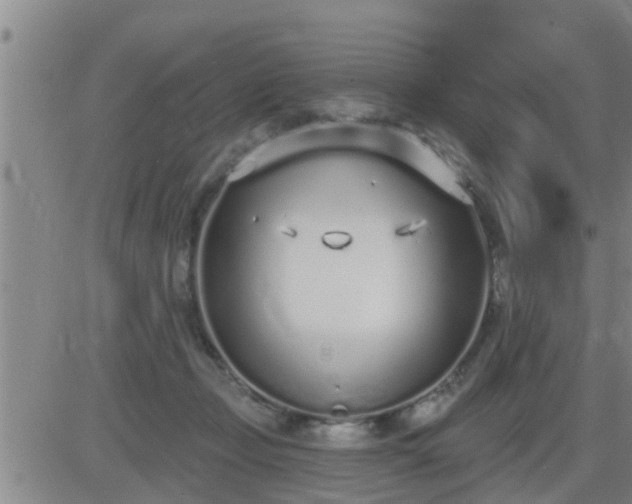 X0000083530365200702161918