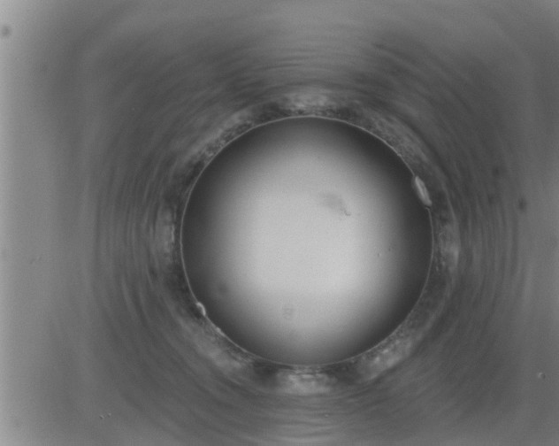 X0000083530372200702161918